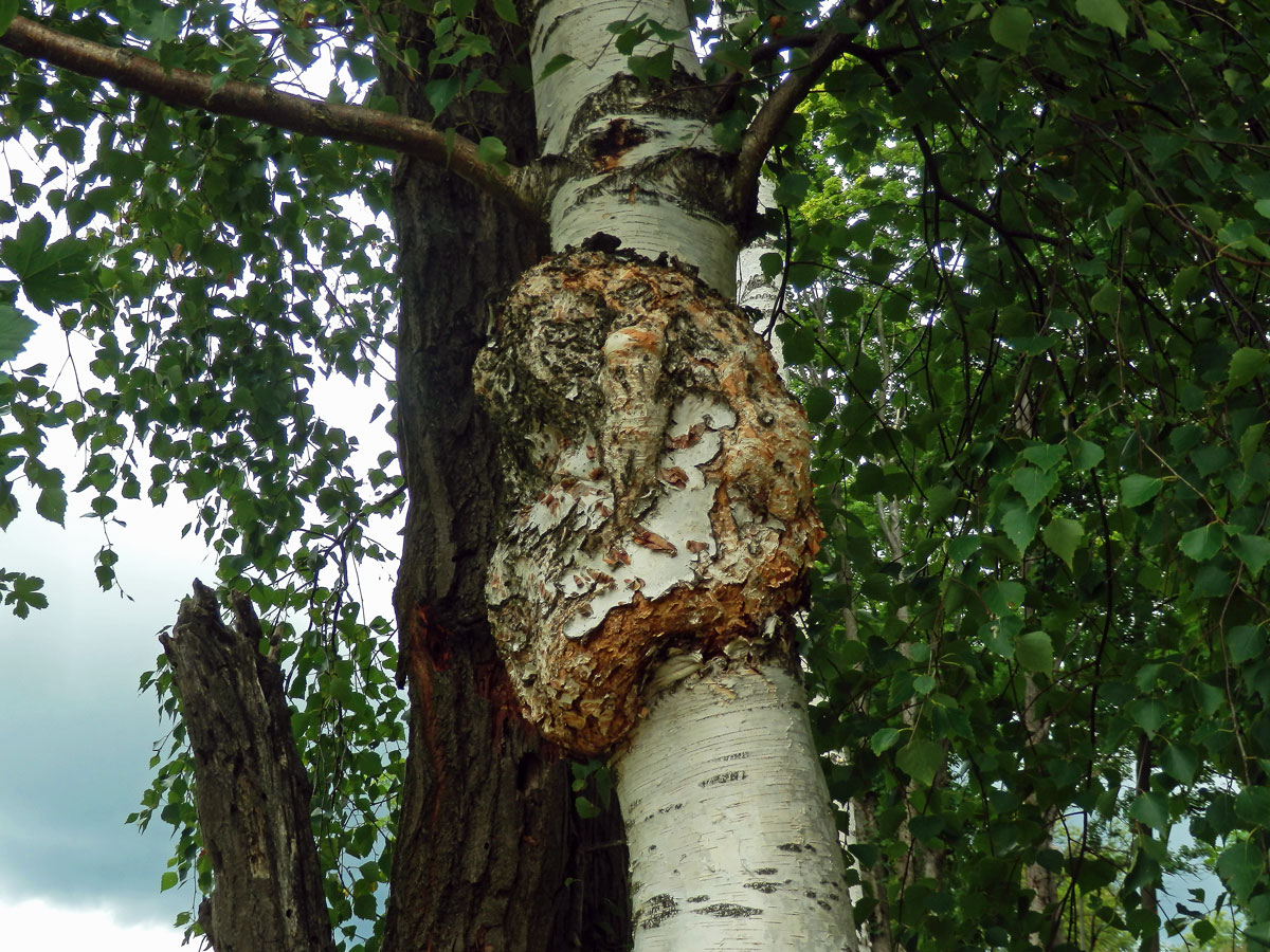 Nádor na bříze bělokoré (Betula pendula Roth) (93b)