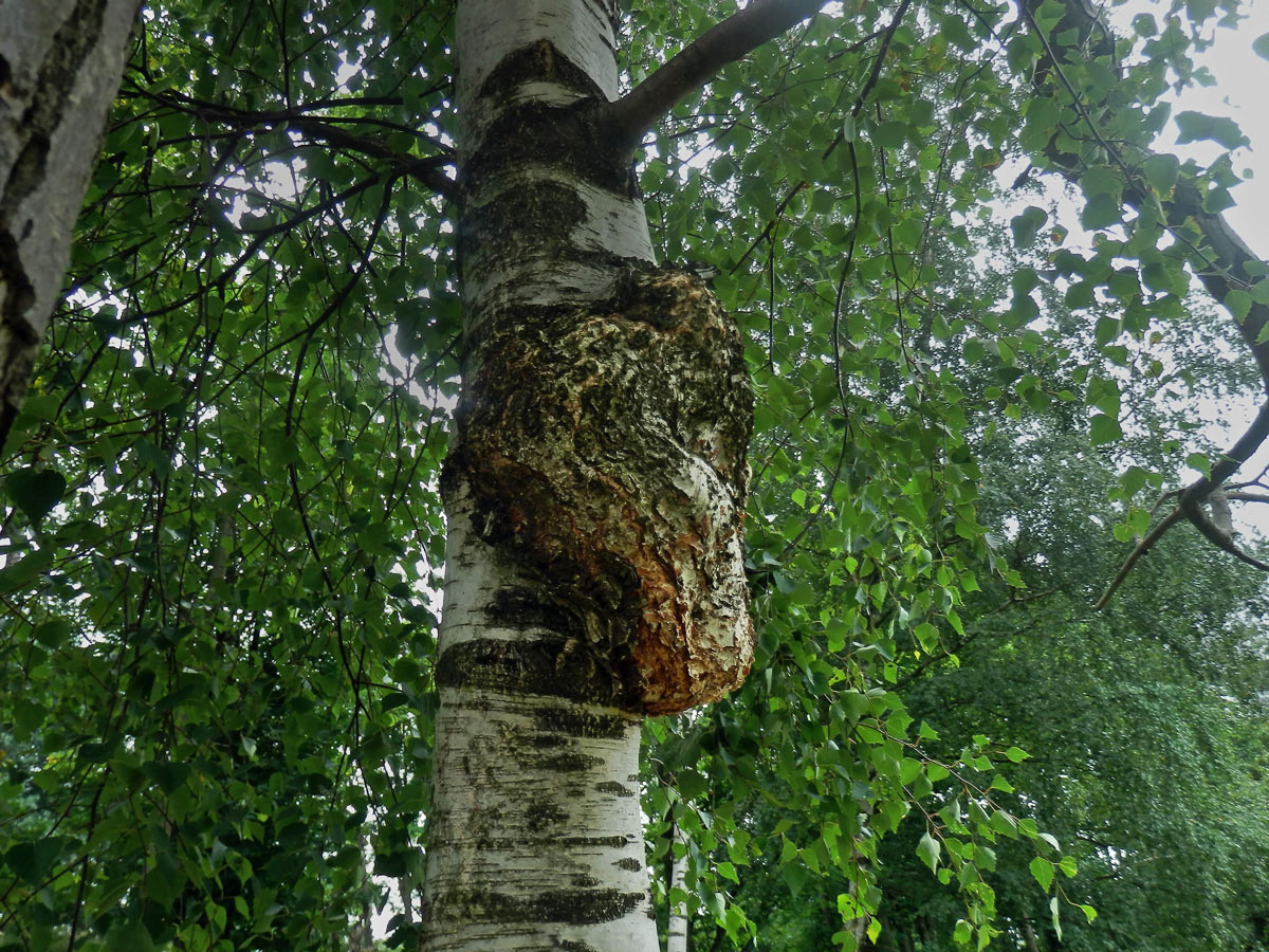 Nádor na bříze bělokoré (Betula pendula Roth) (93c)