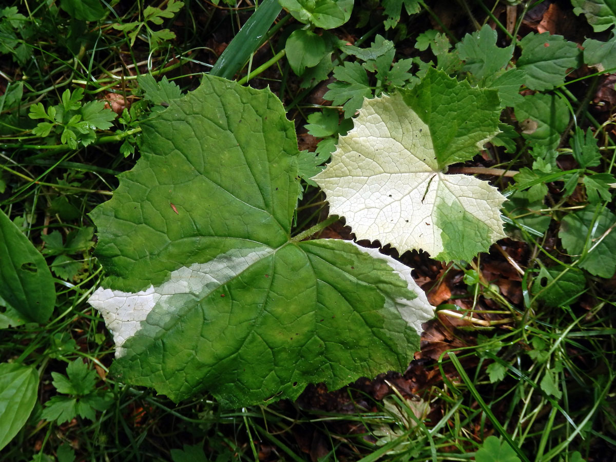 Devětsil bílý (Petasites albus (L.) Gaertn.) s panašovanými listy