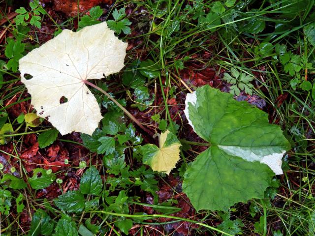 Devětsil bílý (Petasites albus (L.) Gaertn.) s panašovanými listy