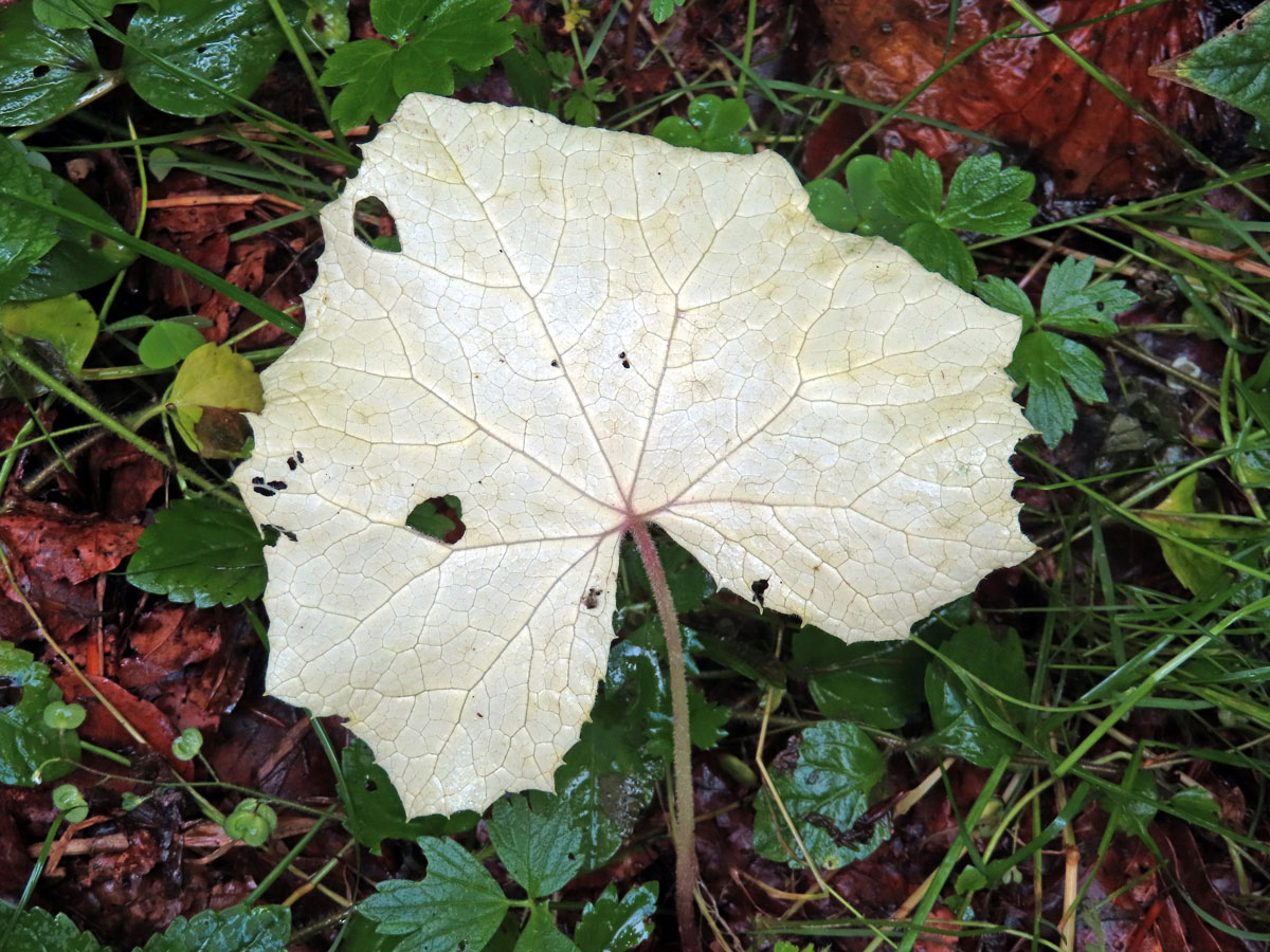 Devětsil bílý (Petasites albus (L.) Gaertn.) s panašovanými listy