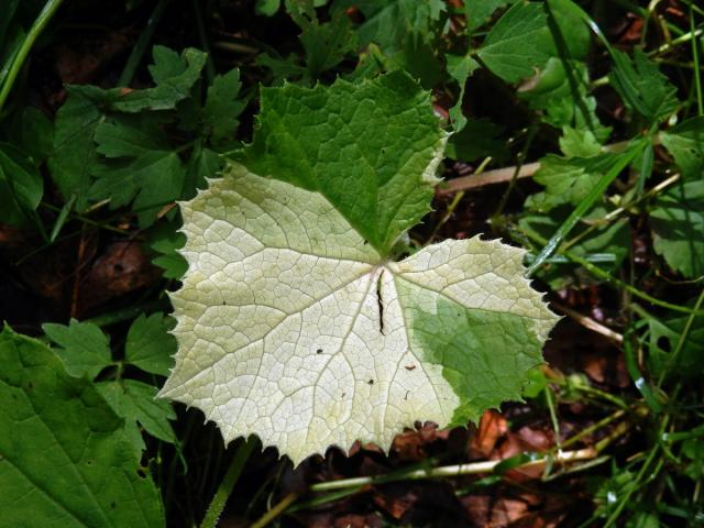 Devětsil bílý (Petasites albus (L.) Gaertn.) s panašovanými listy