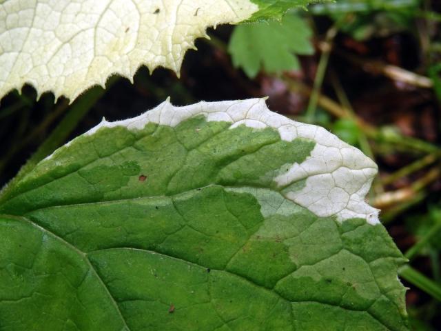 Devětsil bílý (Petasites albus (L.) Gaertn.) s panašovanými listy