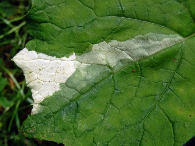 Devětsil bílý (Petasites albus (L.) Gaertn.) s panašovanými listy