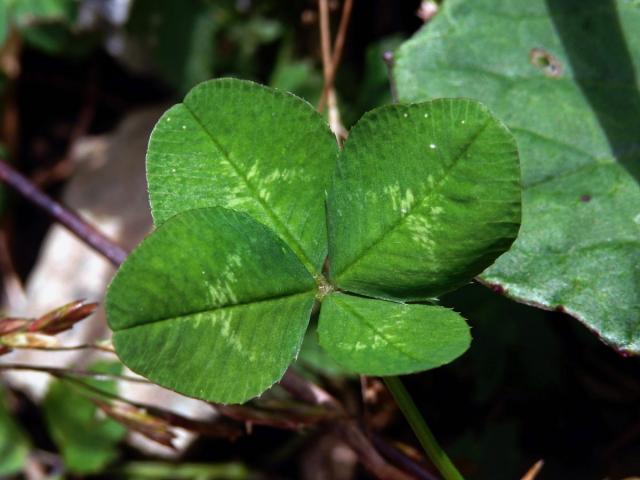 Jetel plazivý (Trifolium repens L.) - čtyřlístek (2)