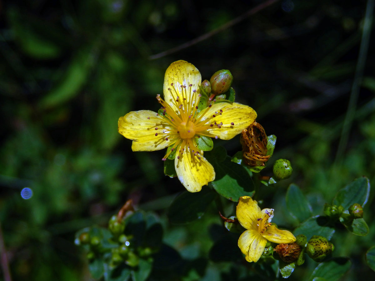 Třezalka tečkovaná (Hypericum perforatum L.), čtyřčetný květ (9)