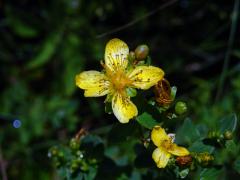 Třezalka tečkovaná (Hypericum perforatum L.), čtyřčetný květ (9)