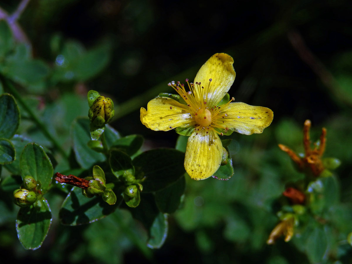 Třezalka tečkovaná (Hypericum perforatum L.), čtyřčetný květ (10)