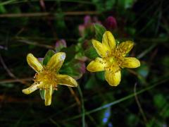 Třezalka tečkovaná (Hypericum perforatum L.), šestičetný květ (3)