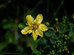 Třezalka tečkovaná (Hypericum perforatum L.), šestičetný květ (4)