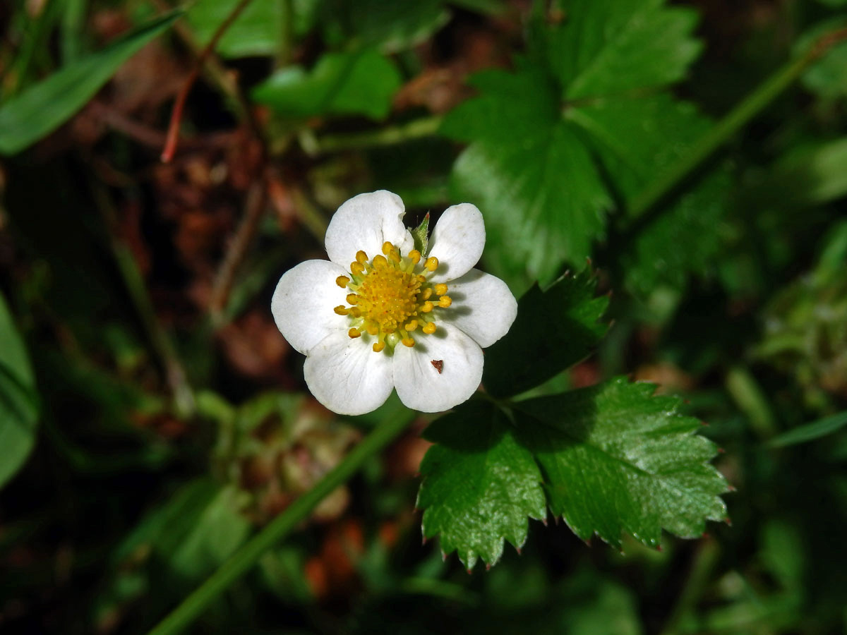 Jahodník obecný (Fragaria vesca L.), šestičetný květ (6)