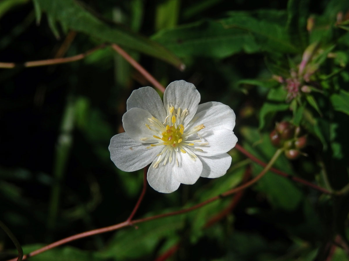 Pryskyřník platanolistý (Ranunculus platanifolius L.) , desetičetný květ (3)