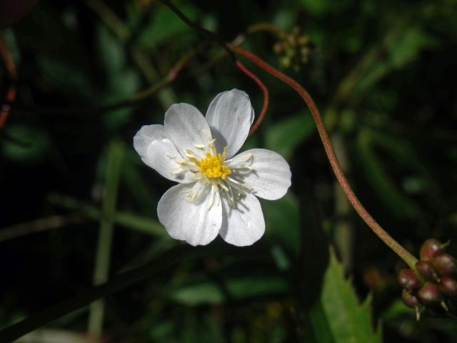 Pryskyřník platanolistý (Ranunculus platanifolius L.), osmičetný květ (5)