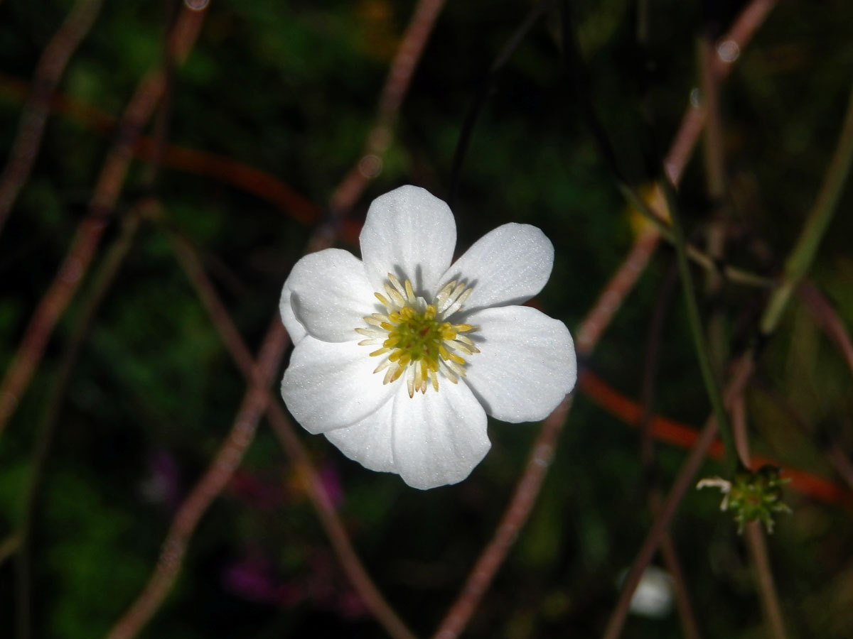 Pryskyřník platanolistý (Ranunculus platanifolius L.), osmičetný květ (6)