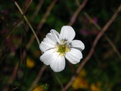 Pryskyřník platanolistý (Ranunculus platanifolius L.), sedmičetný květ (9)