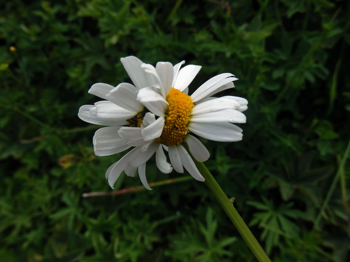 Fasciace kopretiny bílé (Laucanthemum vulgare Lamk.)