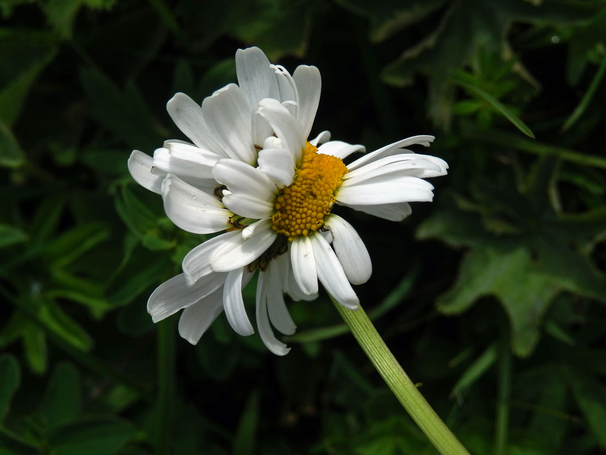 Fasciace kopretiny bílé (Laucanthemum vulgare Lamk.)