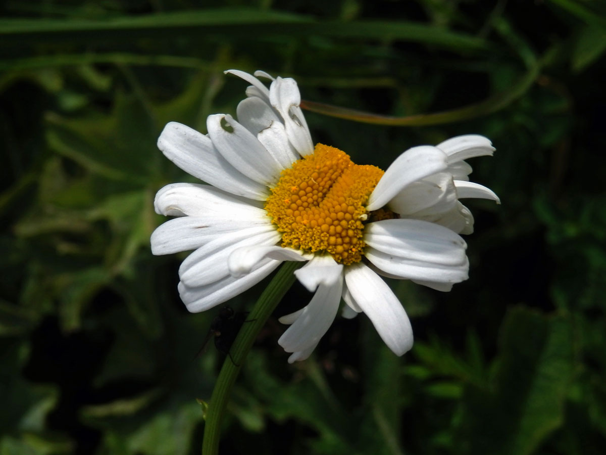 Fasciace kopretiny bílé (Laucanthemum vulgare Lamk.)