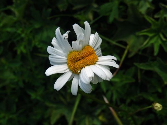 Fasciace kopretiny bílé (Laucanthemum vulgare Lamk.)