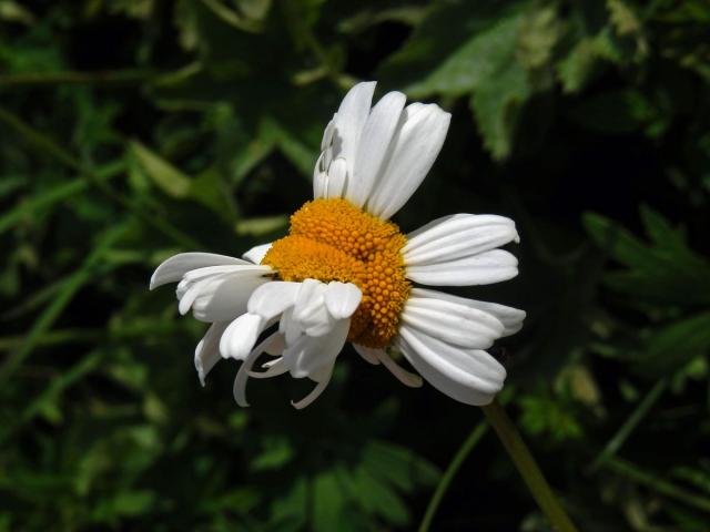 Fasciace kopretiny bílé (Laucanthemum vulgare Lamk.)