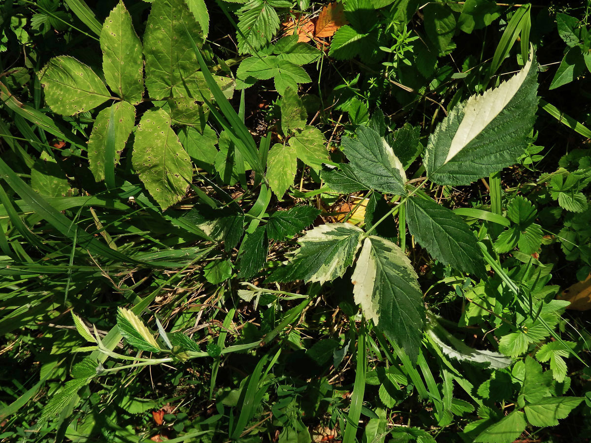 Ostružiník maliník (Rubus idaeus L.) s panašovanými listy