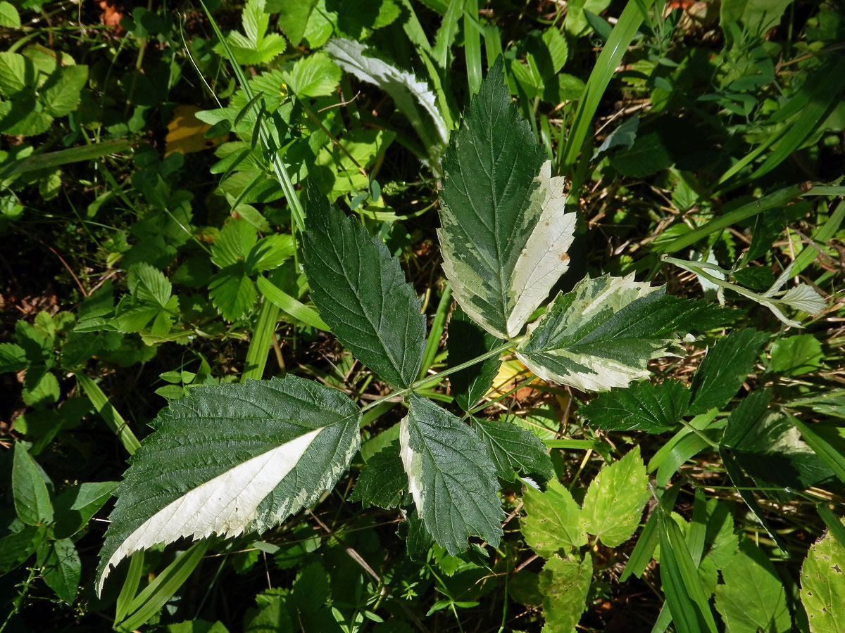 Ostružiník maliník (Rubus idaeus L.) s panašovanými listy