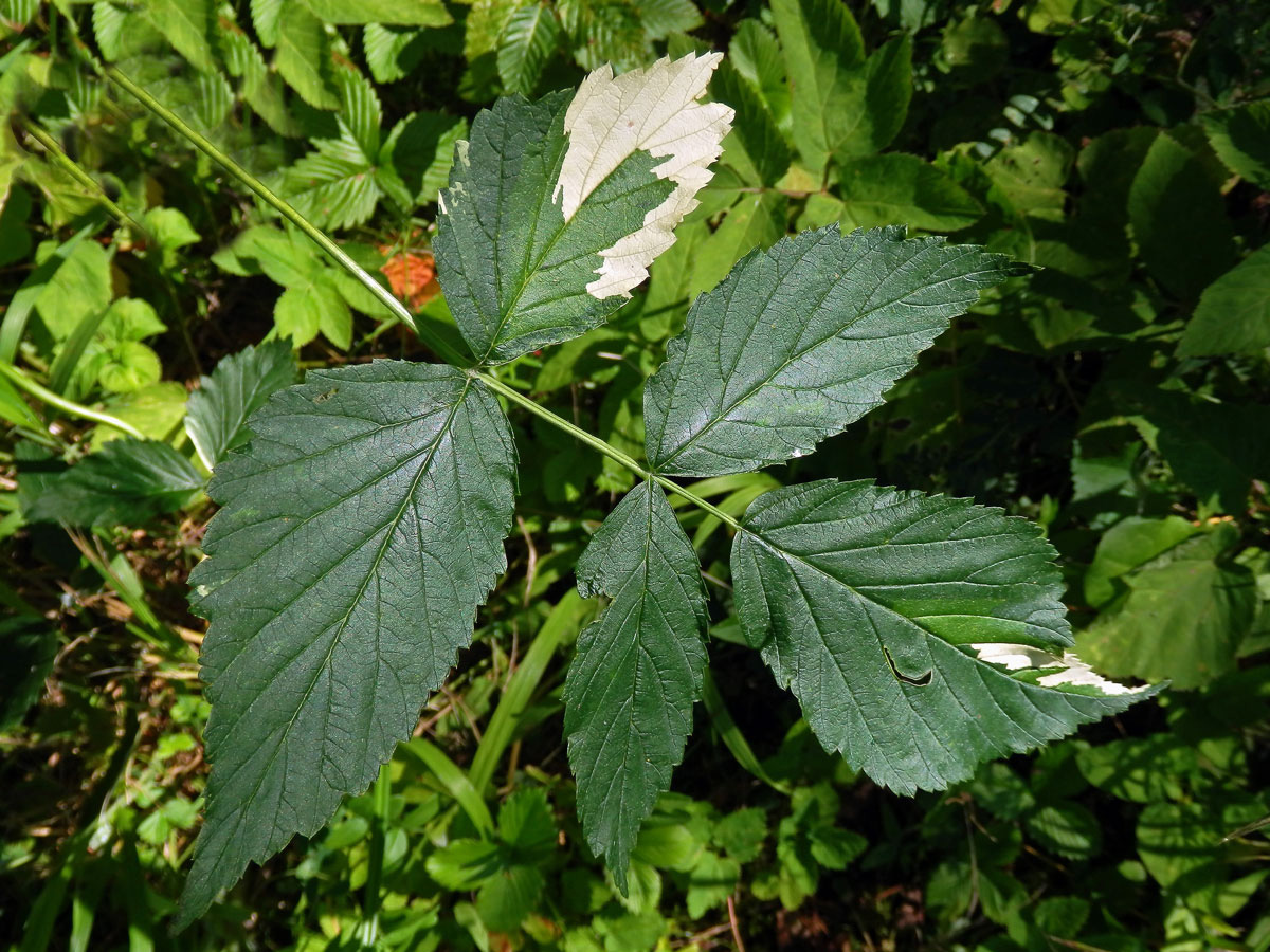 Ostružiník maliník (Rubus idaeus L.) s panašovanými listy