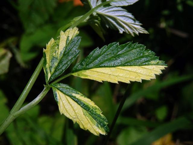 Ostružiník maliník (Rubus idaeus L.) s panašovanými listy