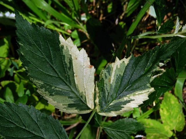 Ostružiník maliník (Rubus idaeus L.) s panašovanými listy