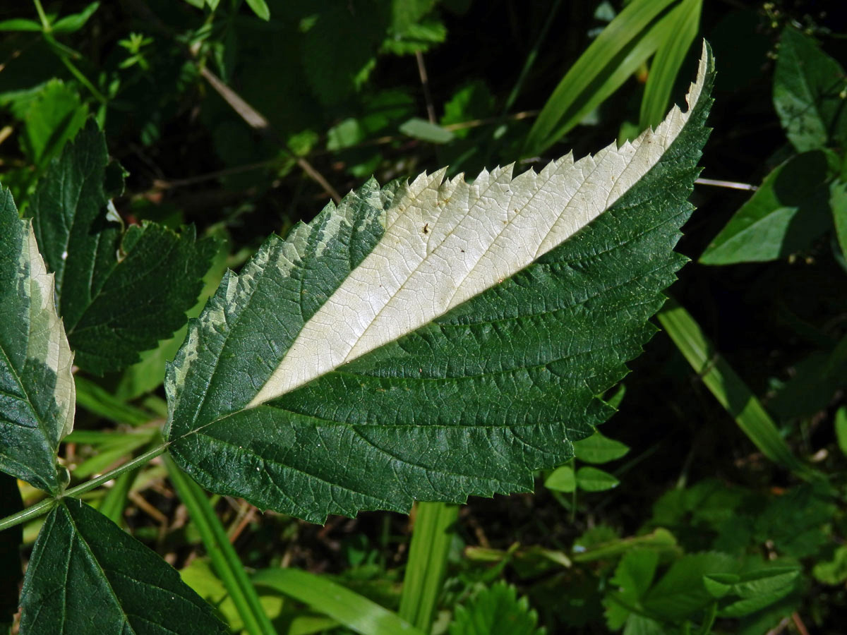 Ostružiník maliník (Rubus idaeus L.) s panašovanými listy