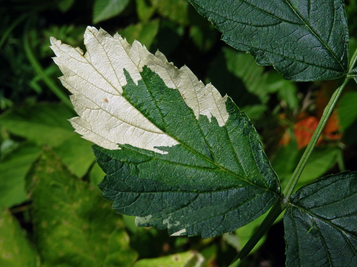 Ostružiník maliník (Rubus idaeus L.) s panašovanými listy