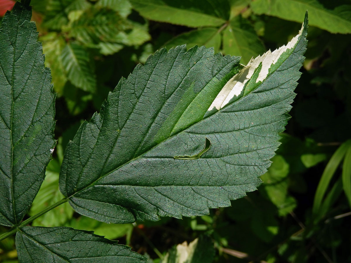 Ostružiník maliník (Rubus idaeus L.) s panašovanými listy