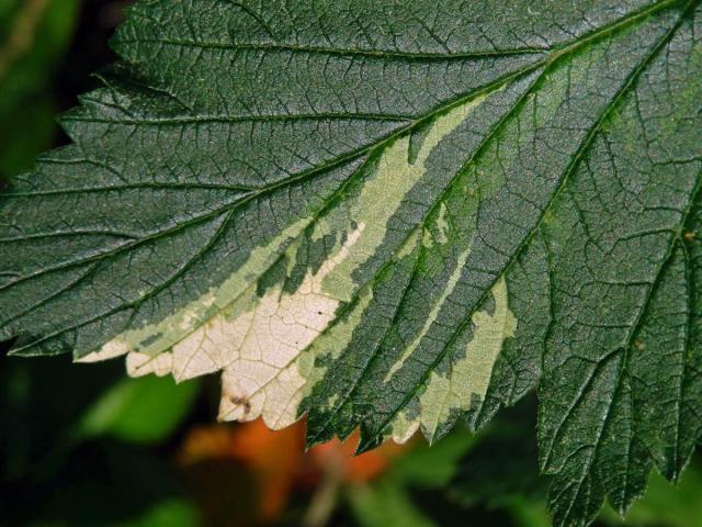 Ostružiník maliník (Rubus idaeus L.) s panašovanými listy