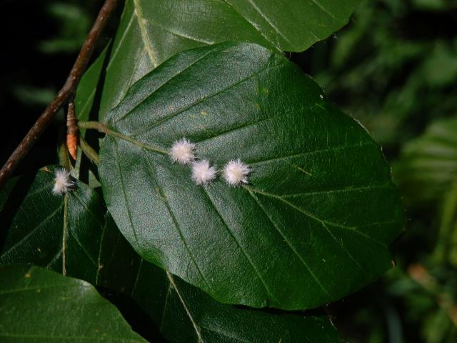 Hálky bejlomorky Hartigiola annulipes