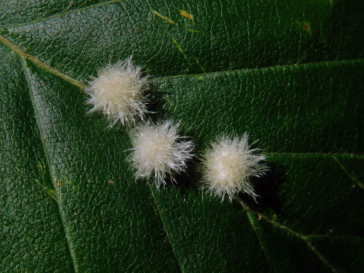 Hálky bejlomorky Hartigiola annulipes