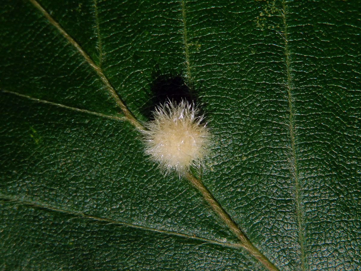 Hálky bejlomorky Hartigiola annulipes