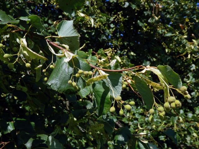 Lípa srdčitá - malolistá (Tilia cordata Mill.)