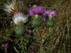 Pcháč obecný (Cirsium vulgare (Savi) Ten.) s bílými květy (1a)