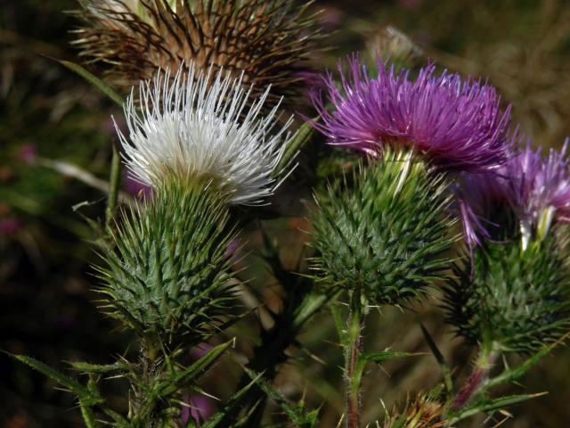 Pcháč obecný (Cirsium vulgare (Savi) Ten.) s bílými květy