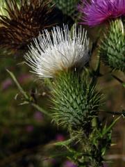 Pcháč obecný (Cirsium vulgare (Savi) Ten.) s bílými květy