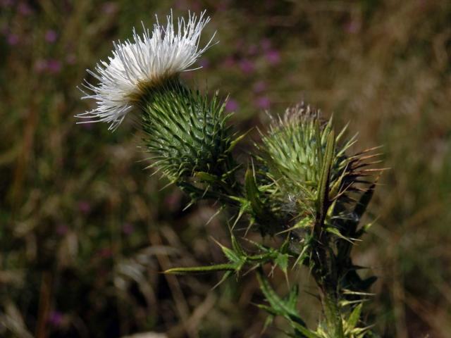 Pcháč obecný (Cirsium vulgare (Savi) Ten.) s bílými květy