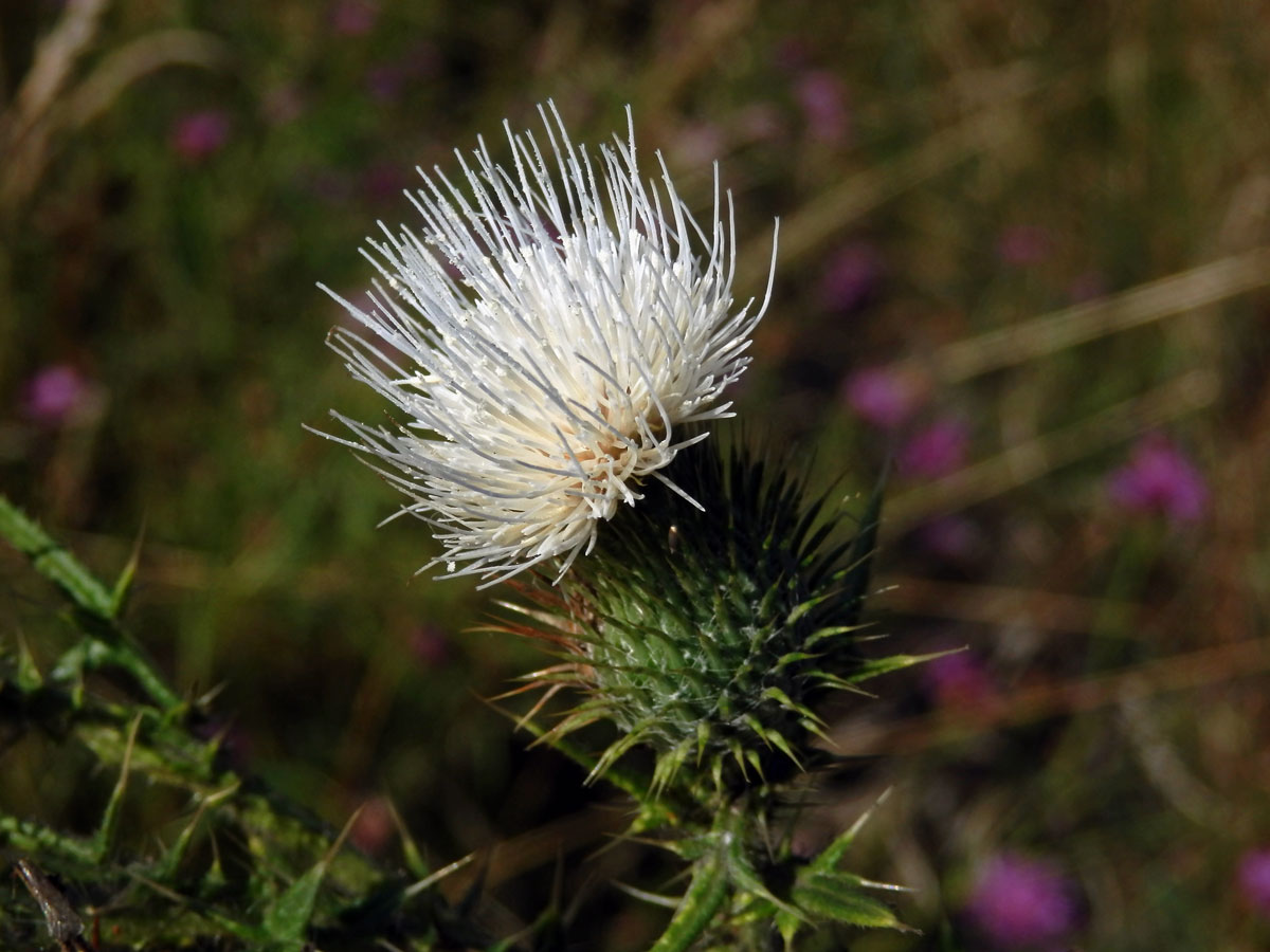 Pcháč obecný (Cirsium vulgare (Savi) Ten.) s bílými květy