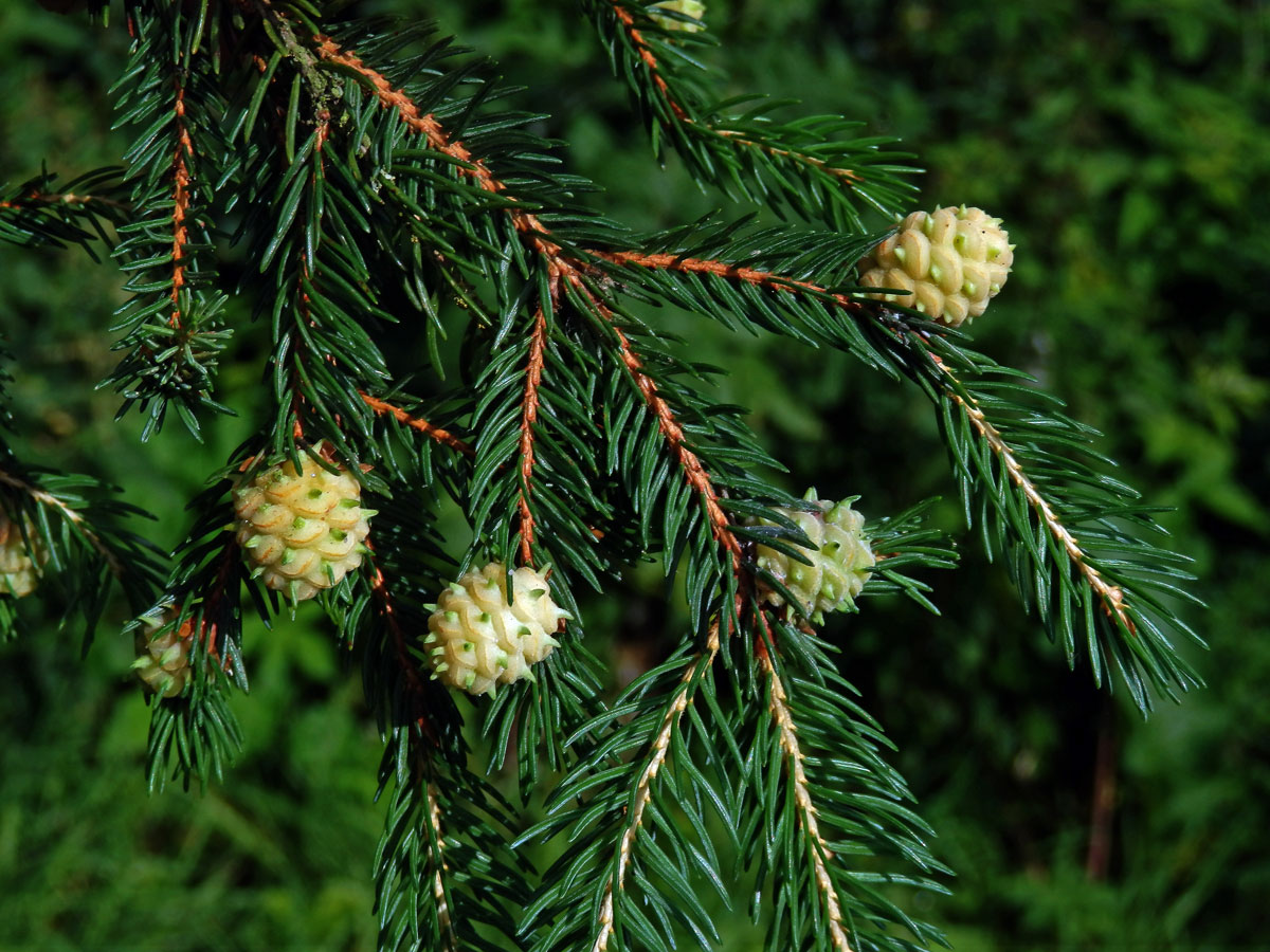 Hálky korovnice pupenové (Adelges lacricis), smrk ztepilý