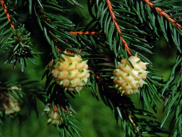 Hálky korovnice pupenové (Adelges lacricis), smrk ztepilý