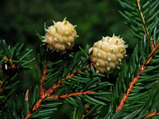 Hálky korovnice pupenové (Adelges lacricis), smrk ztepilý