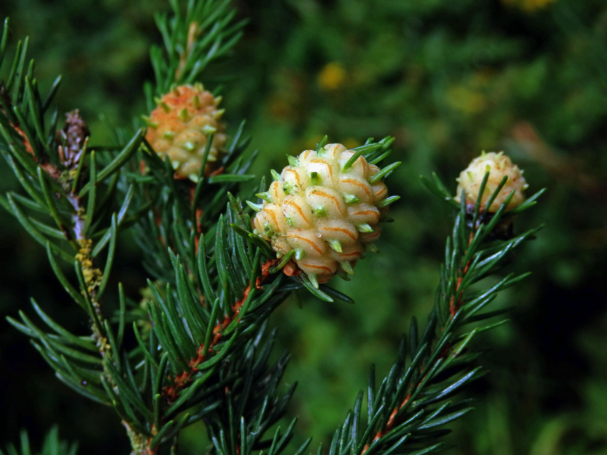 Hálky korovnice pupenové (Adelges lacricis), smrk ztepilý