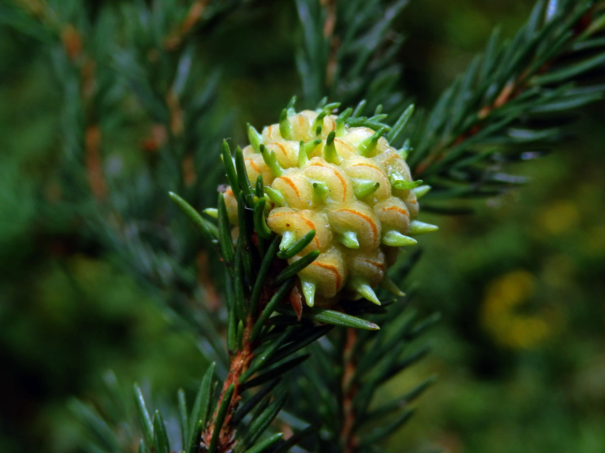 Hálky korovnice pupenové (Adelges lacricis), smrk ztepilý