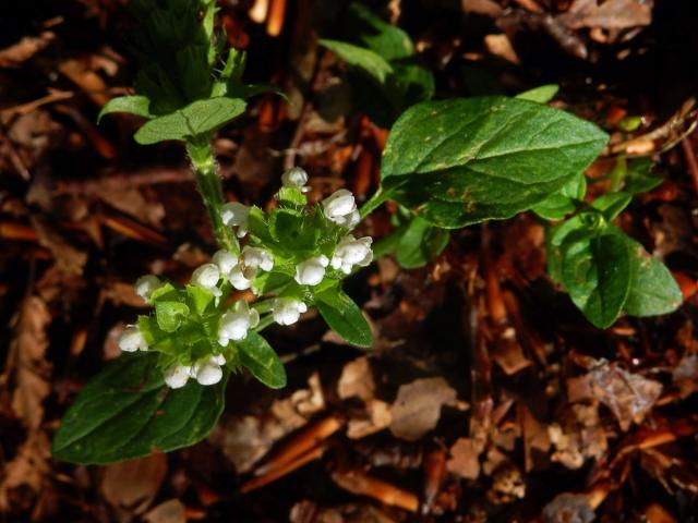 Černohlávek obecný (Prunella vulgaris L.) s bílými květy (2b)