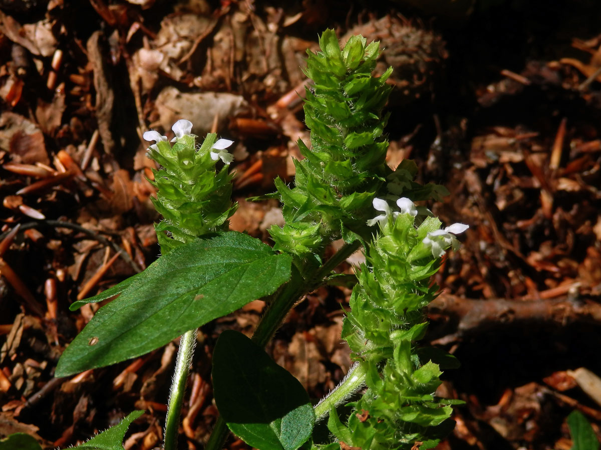 Černohlávek obecný (Prunella vulgaris L.) s bílými květy (2c)