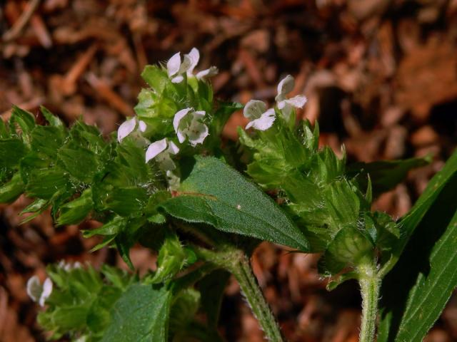 Černohlávek obecný (Prunella vulgaris L.) s bílými květy (2d)